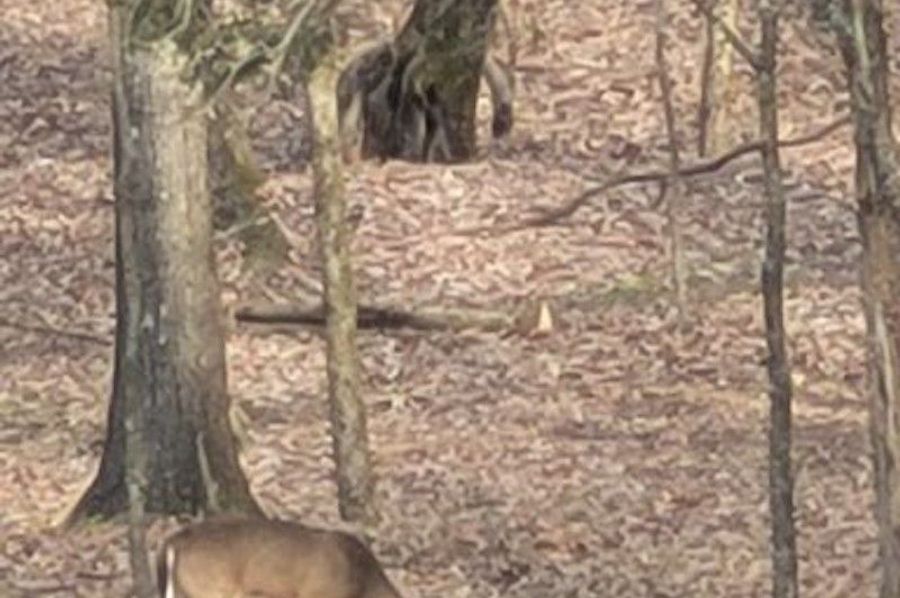 Deer
