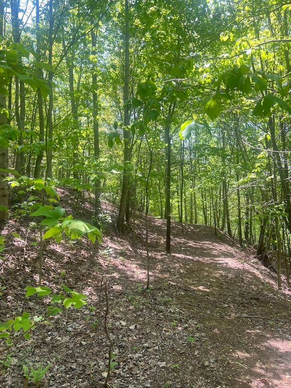 014 Buildable lot _driveway_