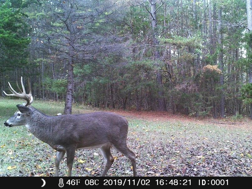 Buck in cabin yard