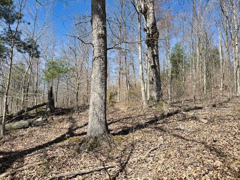 019 nice hardwoods above the upper field