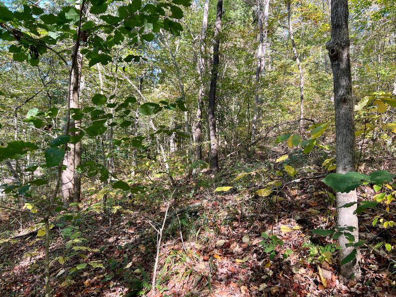 Stunning Wooded Acreage With Home And Outbuildings Adjoining Hoosier