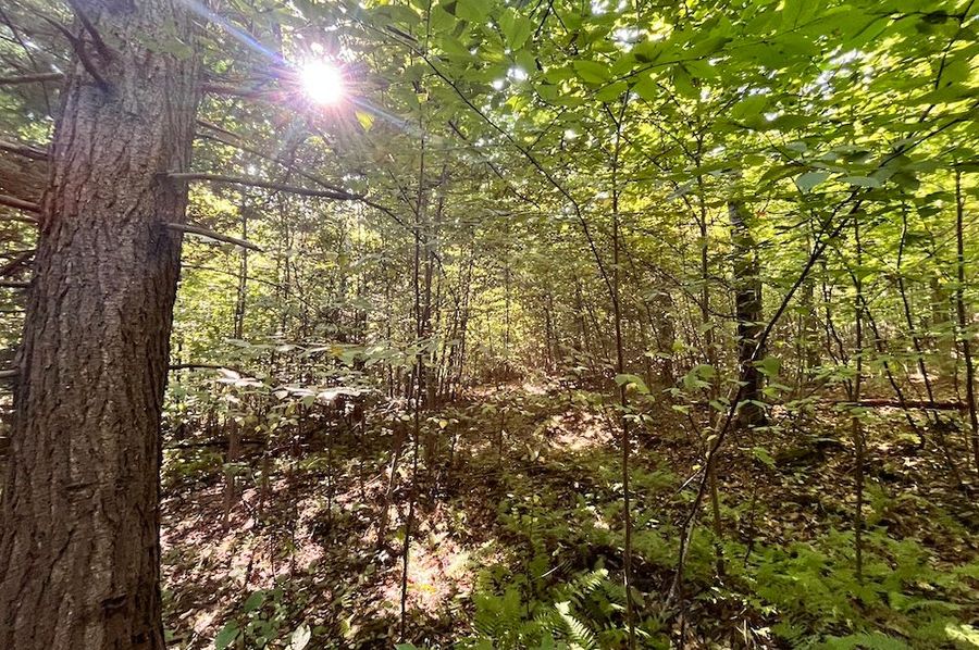 Chemung_25.999_Rouseland_Photos_28