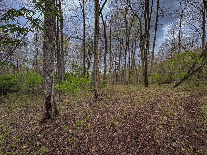 Wirt, WV 39.564 AC Full-21