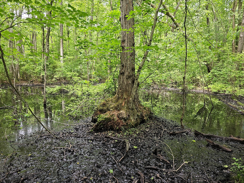 37.98ac_TempleRd_BGORE_09_CypressKnee