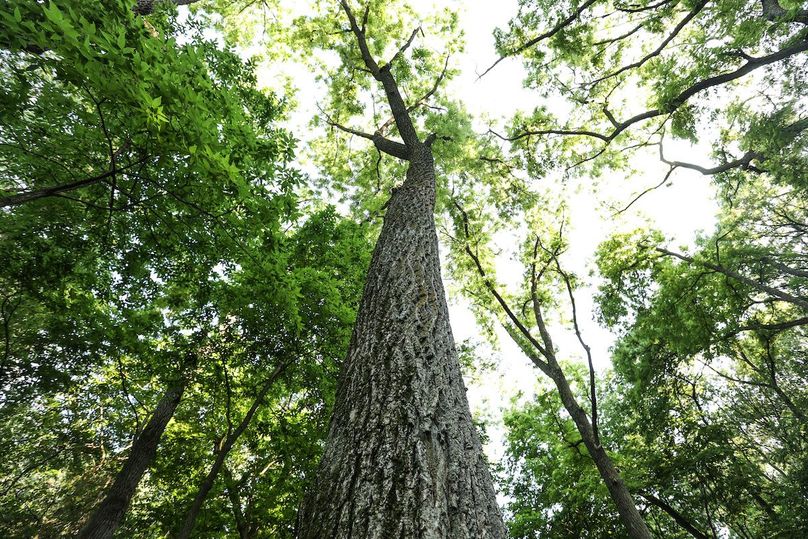 HARRISON CO. IA 24.85_83