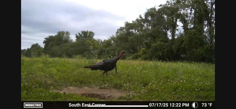 Trailcam8