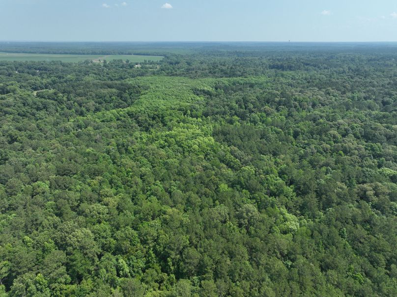 dji_fly_20230530_111518_137_1685483404489_photo