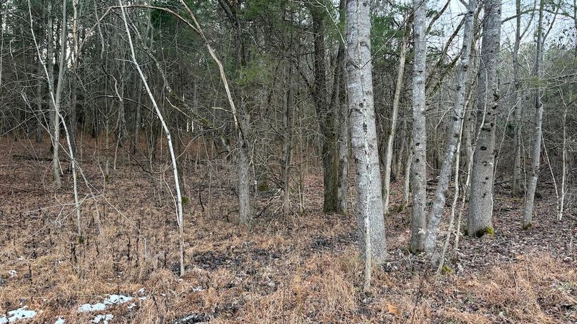 Grayson 48.195 Johnson6