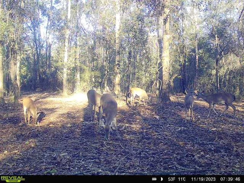 New Trail Cam 2