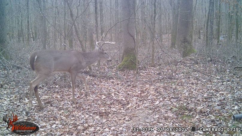 trail cam32