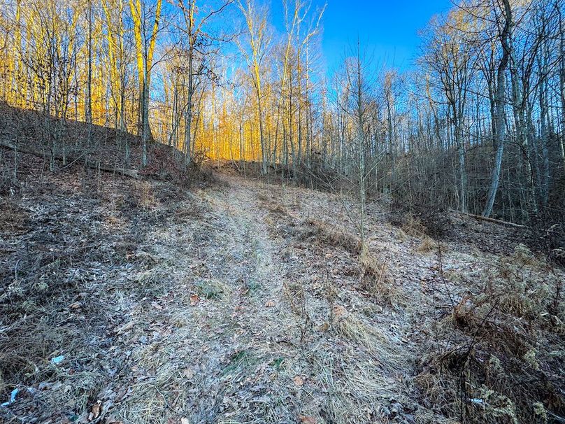 Roane, WV 100.12 AC Tree Line-27