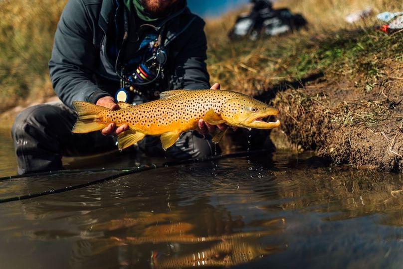 Park Co 3.0 Land Buff LLC - 024 Dream Stream Brown Trout