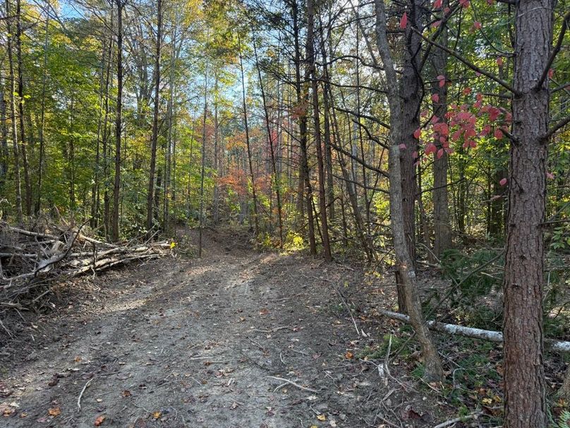 006 one of the many freshly opened roads leading about the property