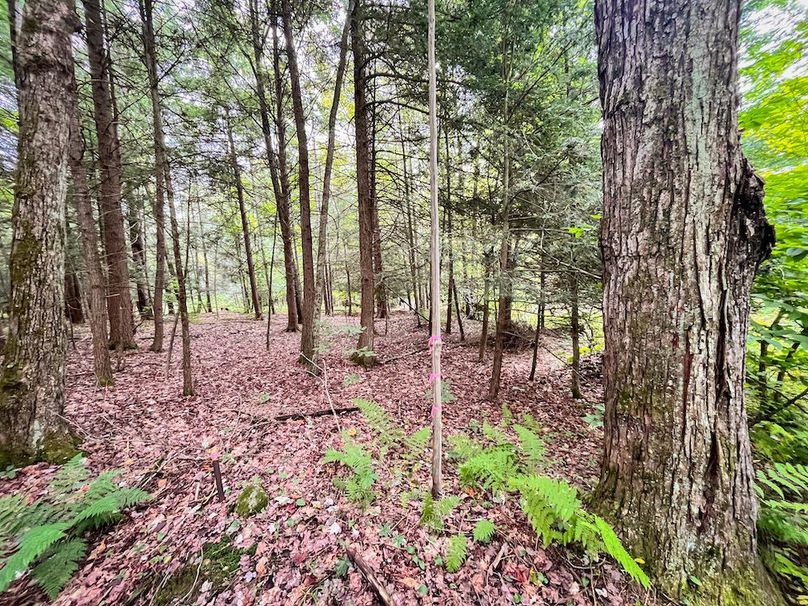 Chemung_60.55_Baumunk_Photos_10