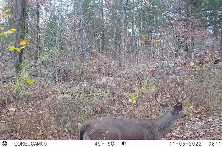 big deer