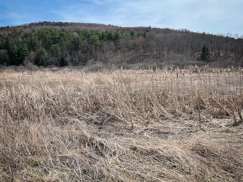 Tioga__NY_109.7_Burris_Photos_129