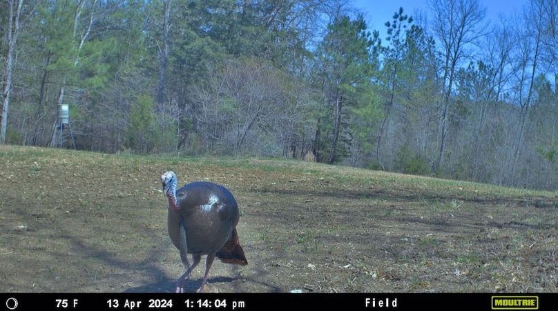 trailcam6
