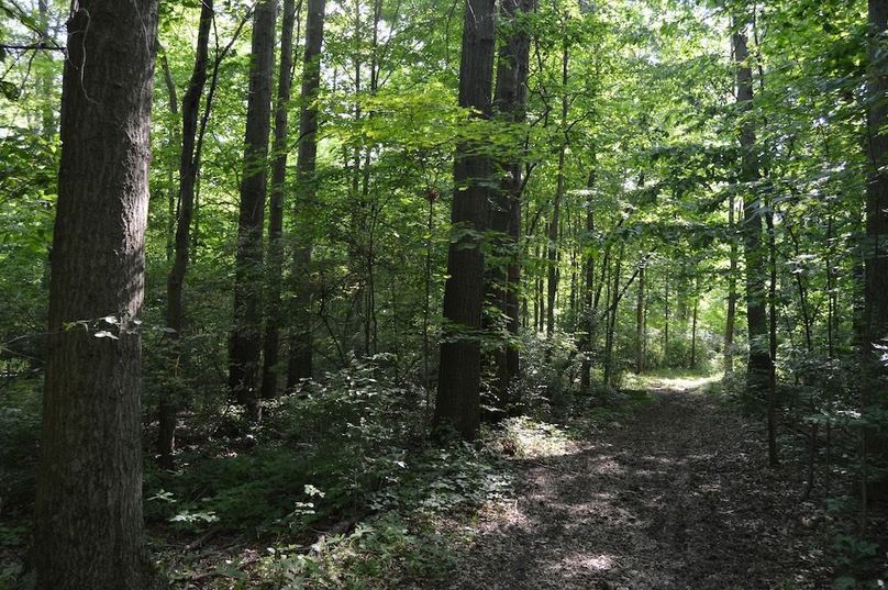 Trail looking from SW corner of woods
