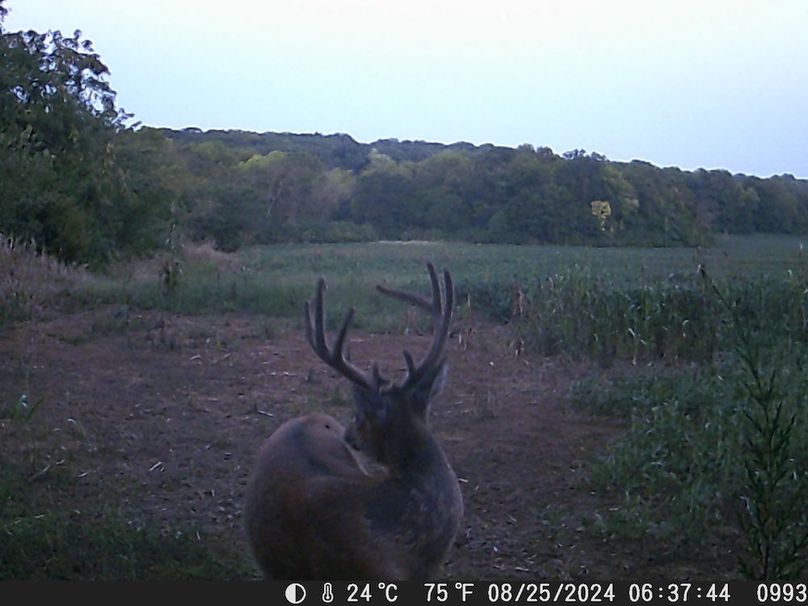 Trail Cam 4