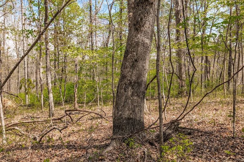 66-web-or-mls-0 Mound Creek Rd-36