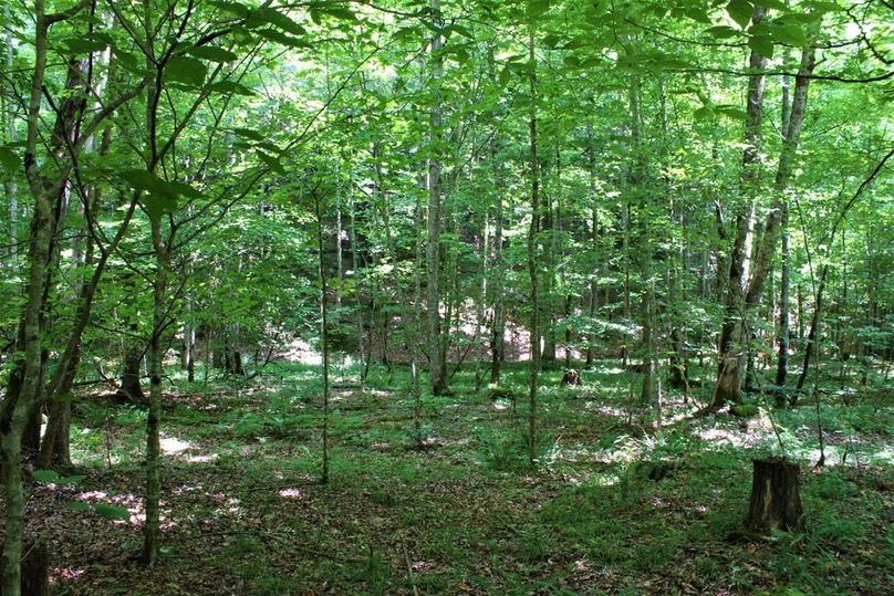 008 the creek bottom valley near the middle section of the property