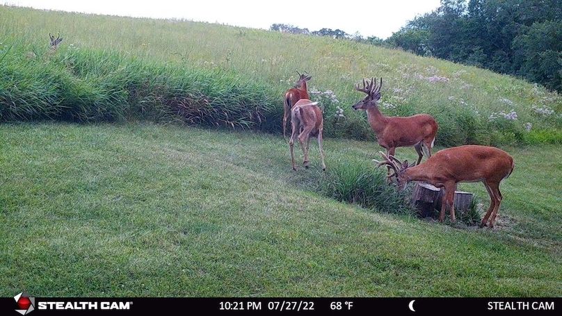 Bucks and Does Jul 22