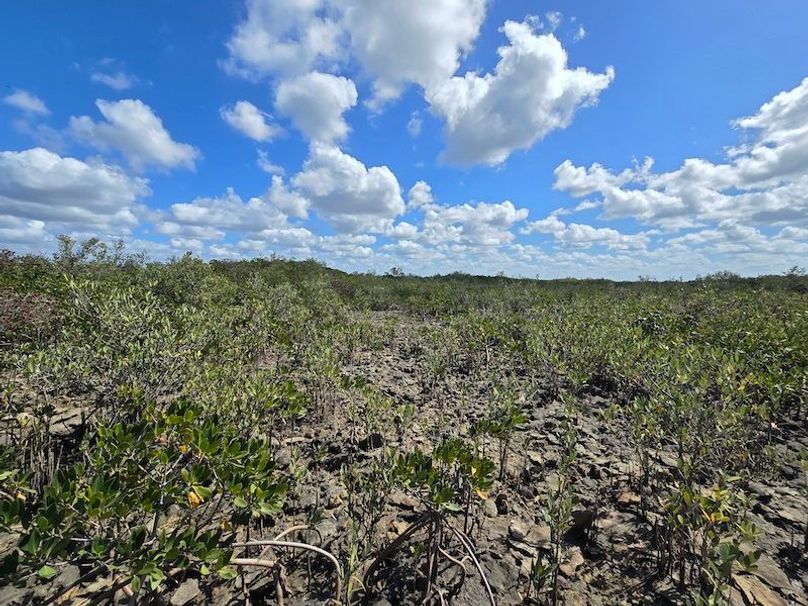 17.17ac, Citrus, Josiah Ronco44