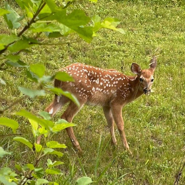 Fawn 2