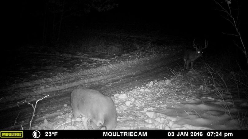 Sauk 174 Trailcam - 77