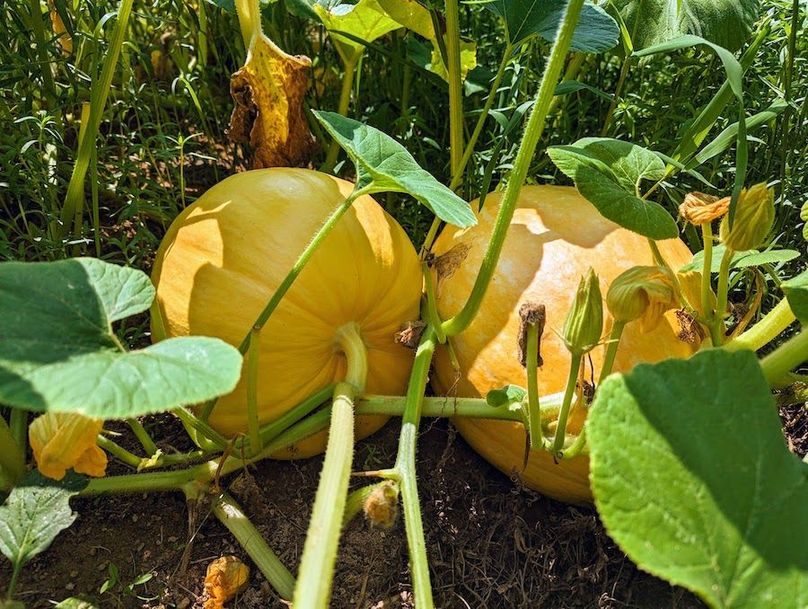 original_81dd7b2f-92d1-4958-a84f-688496dd17b0_PXL_20230726_183544743