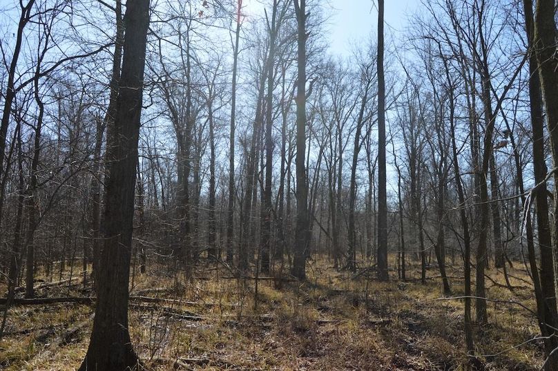 view looking East into the woods