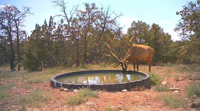 34 elk