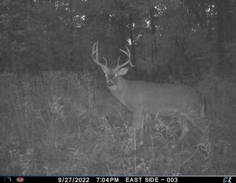 trail cam37