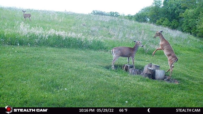 Agressive young buck