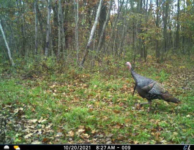 October 2021 Tom (East End of Pond)