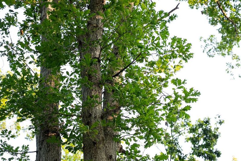 Cedar IA 152 Featured-Z80