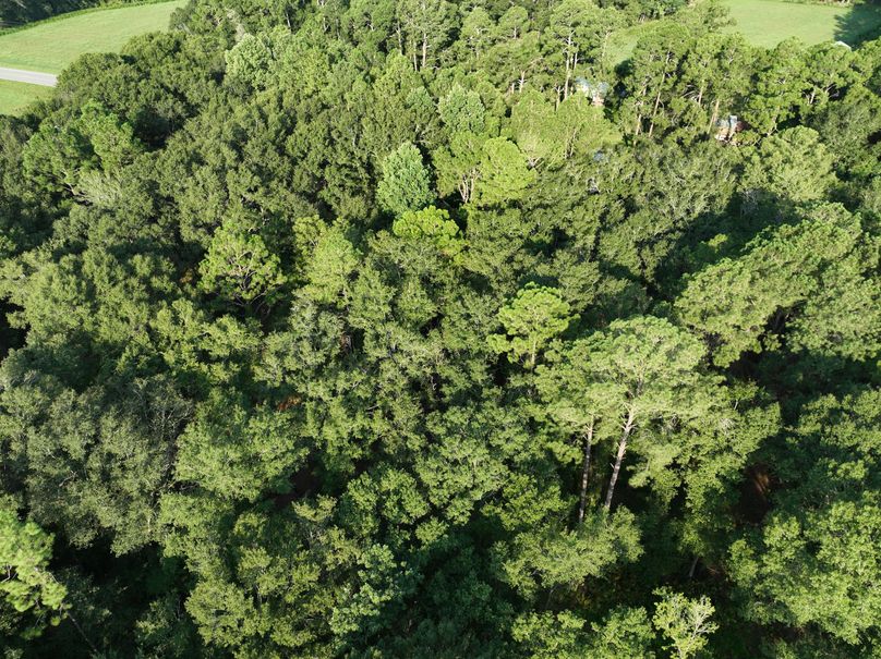 dji_fly_20230813_083648_527_1691930593441_photo