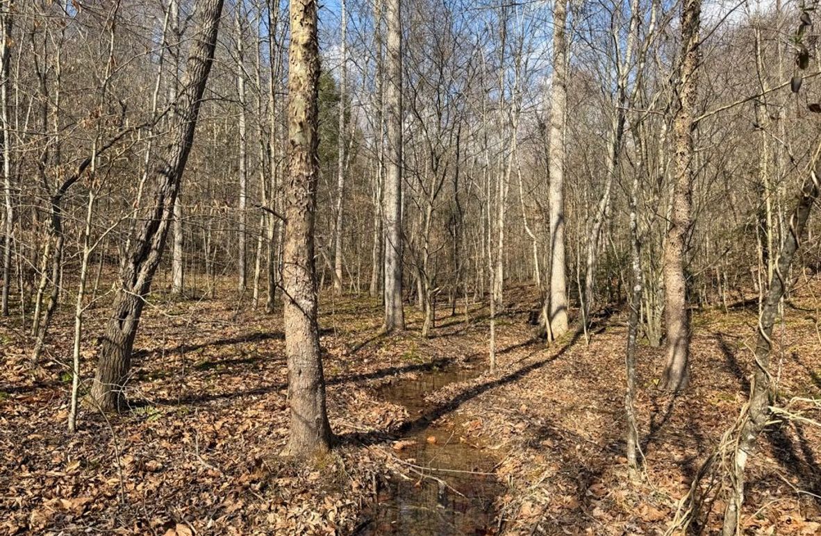 003 awesome spring fed stream in the north hollow-2