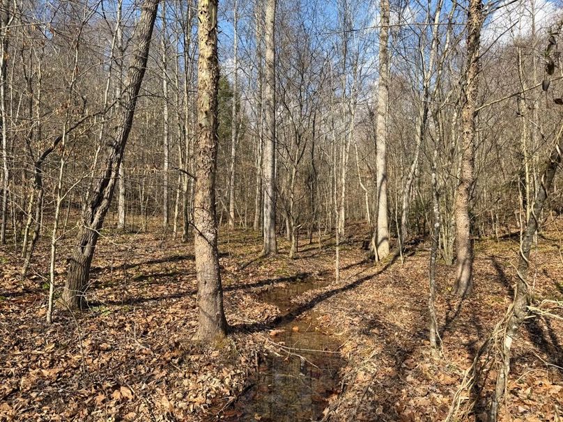 003 awesome spring fed stream in the north hollow-2