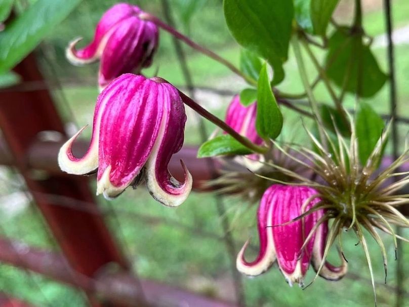 061 I think I might even be able to smell this photo