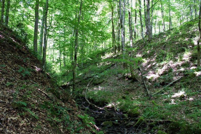 013 open understory drain leading to Brushy Creek