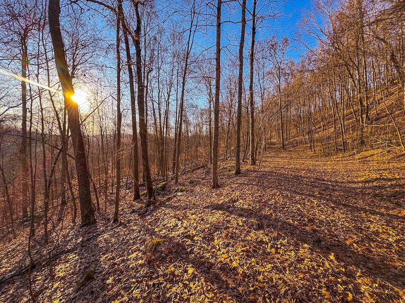 Roane, WV 100.12 AC Tree Line-59