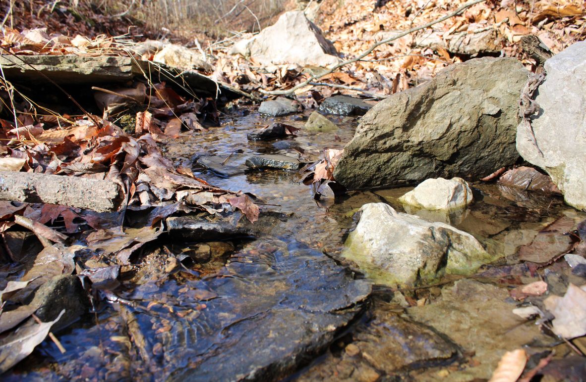 004 blue line creek of Pickle Fork