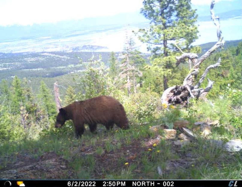 Grizzley