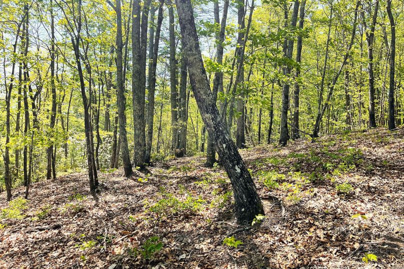 28 Mountain Top Area