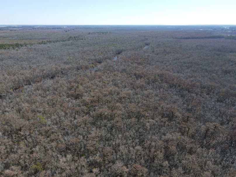 Timber Tract On The Pasquotank River Whitetail Properties