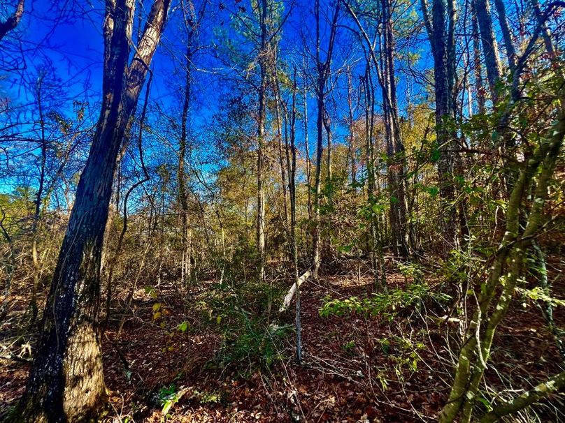 A22436D9-D784-4C29-BD97-9867F5C93EC9_1_201_a