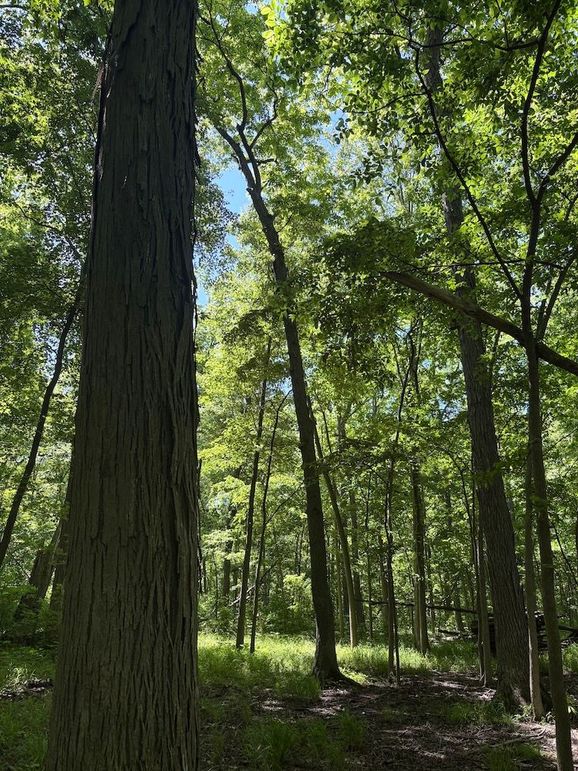 trail 4