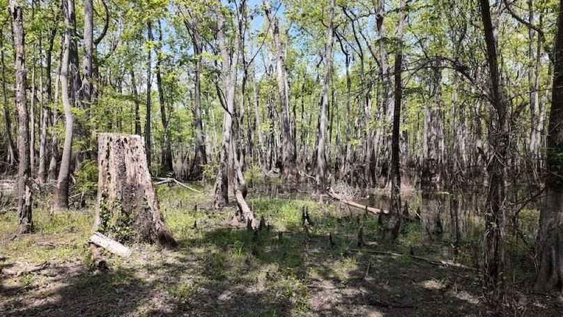 swamp20260501_0257