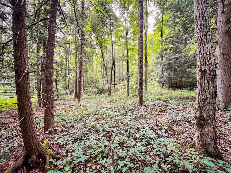 Chemung_60.55_Baumunk_Photos_18